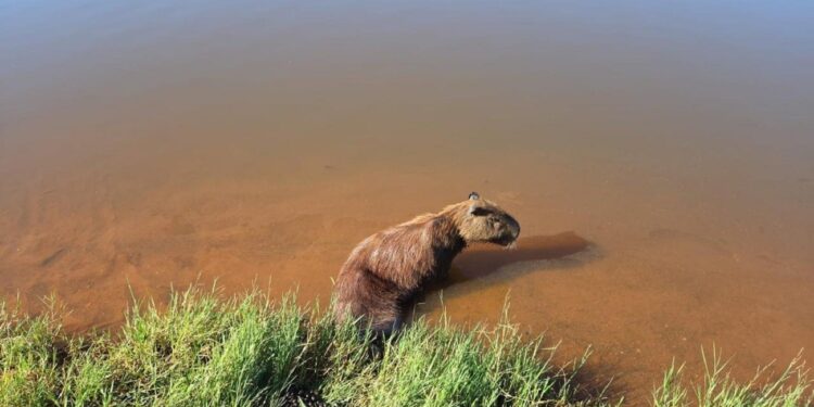 Capivara fica paraplégica após ser baleada em Araguaína