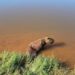 Capivara fica paraplégica após ser baleada em Araguaína